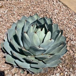 Meet your Posher, Vida